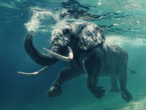 Swimming Elephant Underwater. African elephant in ocean with mirrors and ripples at water surface.