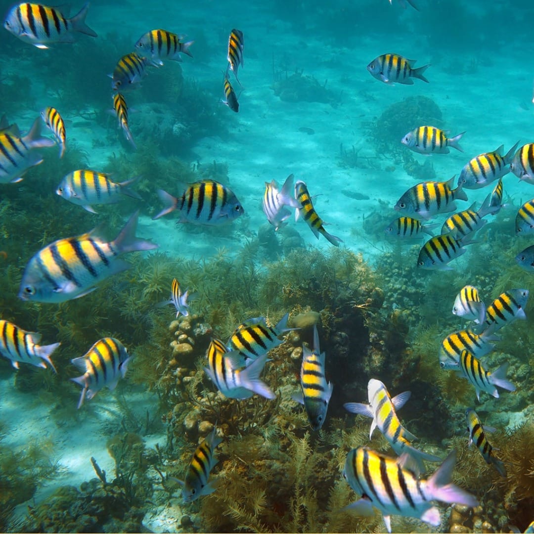 John Pennekamp Coral Reef State Park Fish